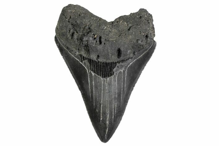 Serrated, Fossil Megalodon Tooth - North Carolina #379146